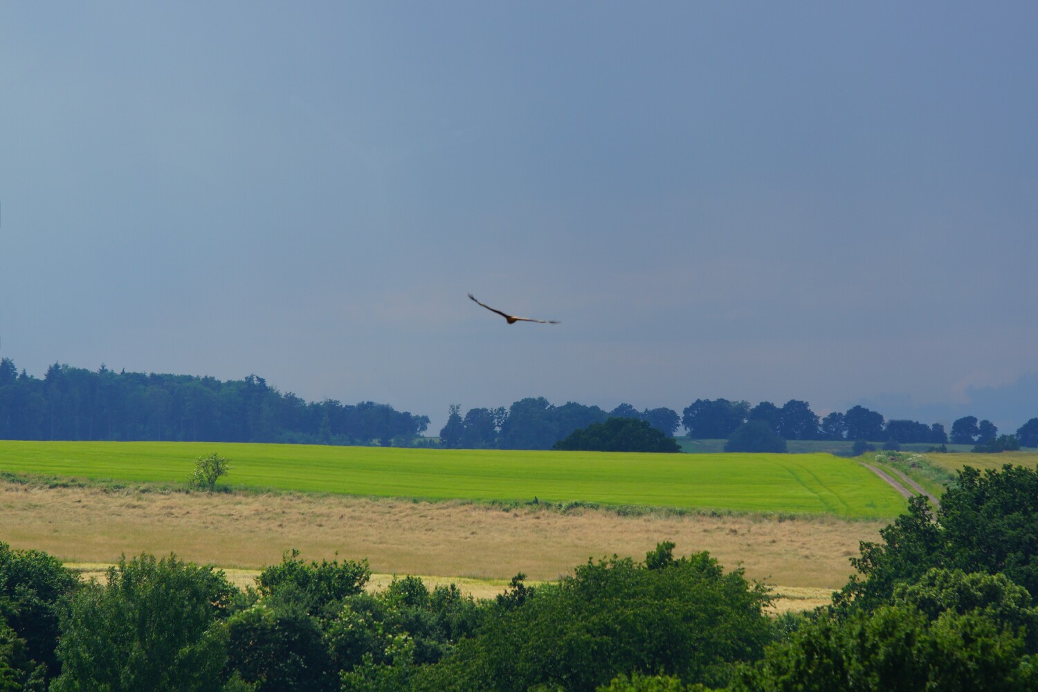 26 D HES VB VB OO 1 DSC08317.jpg